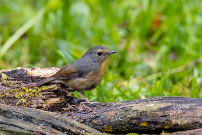 Close-up of bird perching on wood