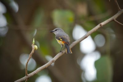 animal wildlife