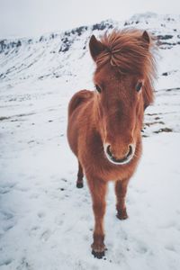 Portrait of horse on snow covered field