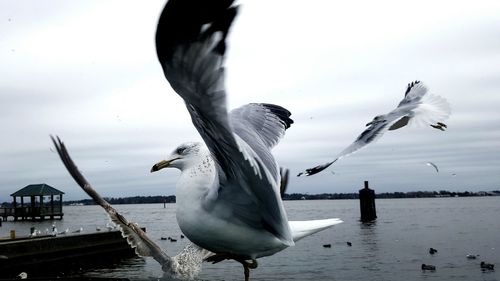 Close-up of seagull flying over lake against sky