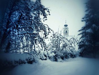 Snow covered trees in winter