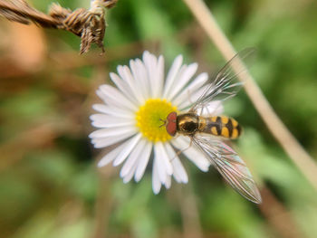 Close-up of striped golden insect on flower
