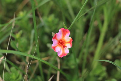 Close-up of pink rose flower