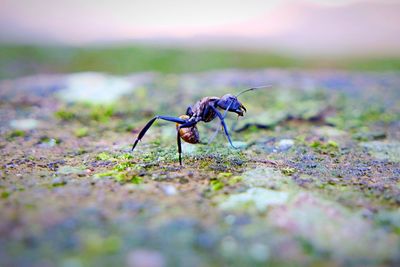 Close-up of insect
