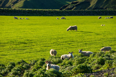Icelandic landscape with green hills and countryside grazing sheep, in the highlands, iceland