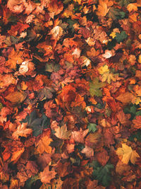 Full frame shot of autumn leaves