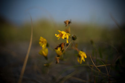 Close-up of insect on yellow flower