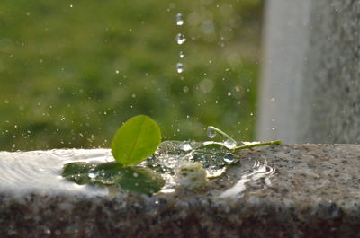 Close-up of water drops on leaf