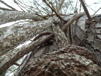 Low angle view of tree against sky