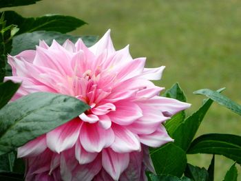 Close-up of pink flower