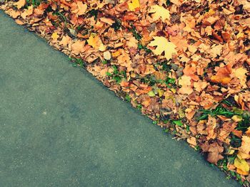 High angle view of road by autumn leaves on field