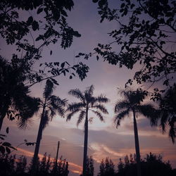 Low angle view of silhouette trees against sky at sunset
