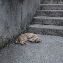 Cat sleeping on staircase