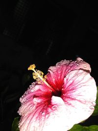 Close-up of rose flower