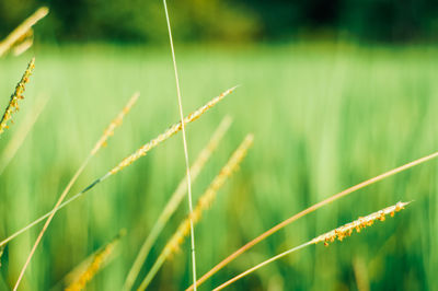 Close-up of stalks in field