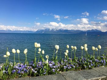 Scenic view of sea against blue sky