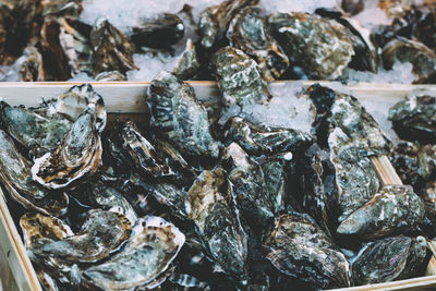 Close-up of oysters in crates for sale at fish market