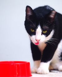 Close-up portrait of black cat