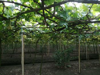 Trees growing on field