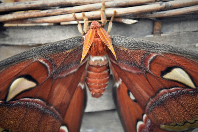 Close-up of butterfly on wood