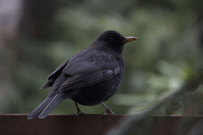 Close-up of bird perching outdoors