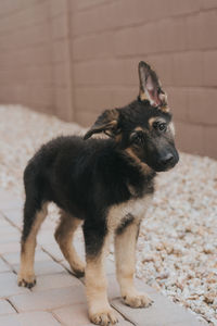 German shepherd puppy standing up, looking at camera and tilting head.