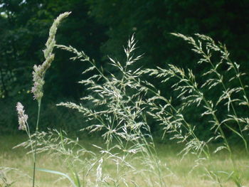 plant