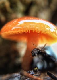 Close-up of orange