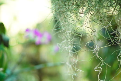 Close-up of leaf