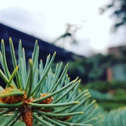 Close-up of pine tree