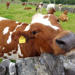 Close-up of cow on field