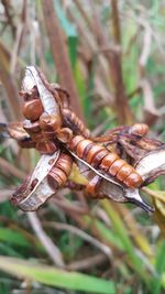 Close-up of insect on leaf