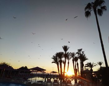 Silhouette of birds at sunset