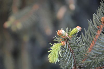 Close-up of pine tree branches