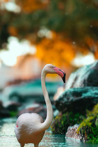 Close-up of a duck in a lake