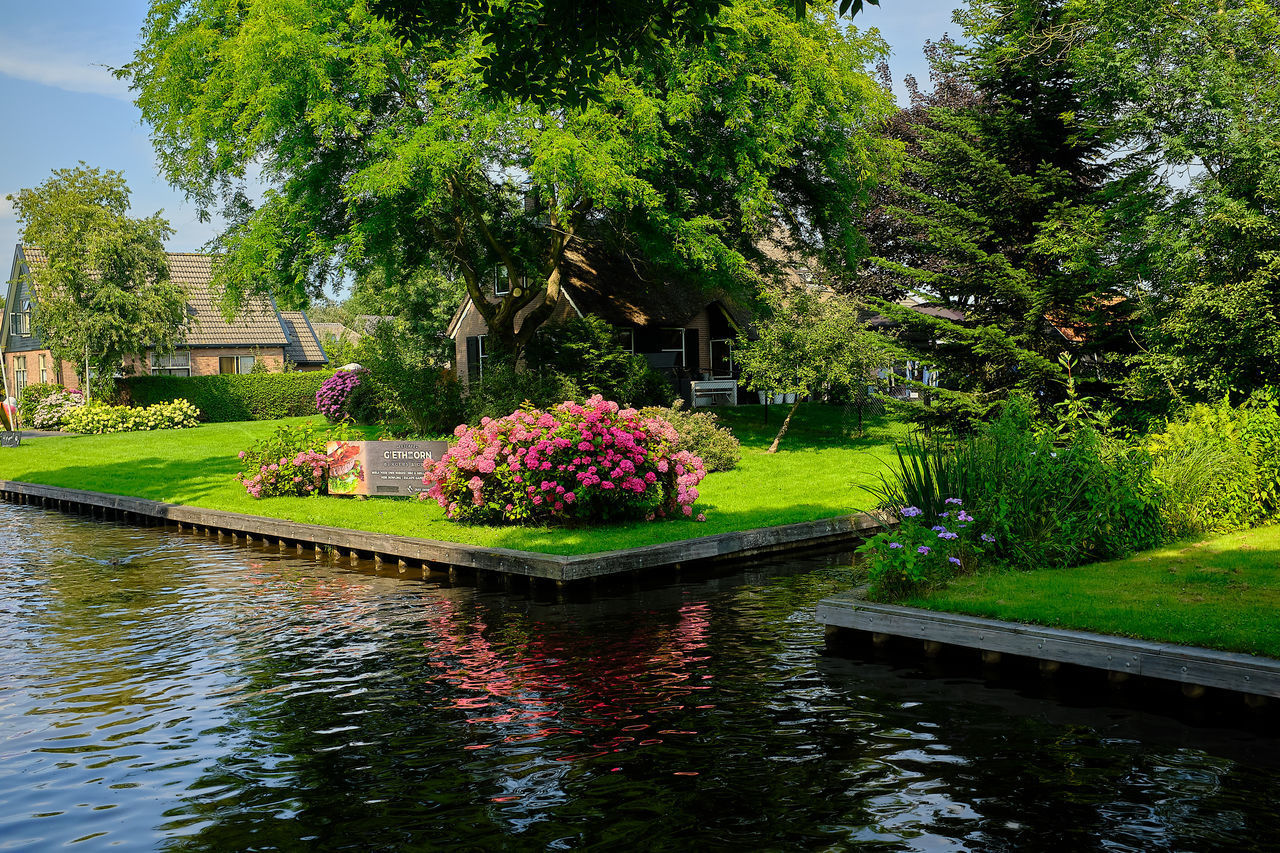 VIEW OF PLANTS BY SWIMMING POOL