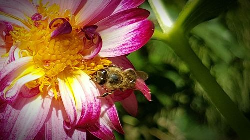 Close-up of bee on flower