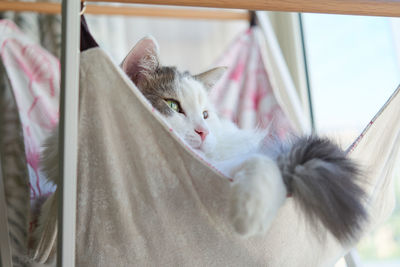 Cat sitting in hammock looking away