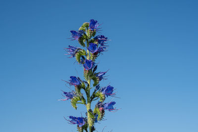 Close-up of flowering plant against blue sky