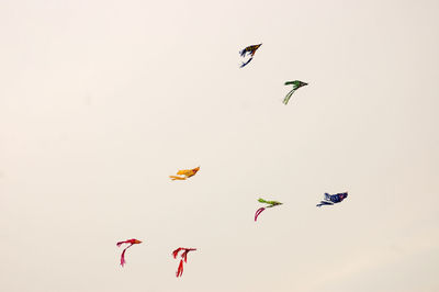 Low angle view of birds flying