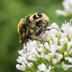 Close-up of bee pollinating on flower