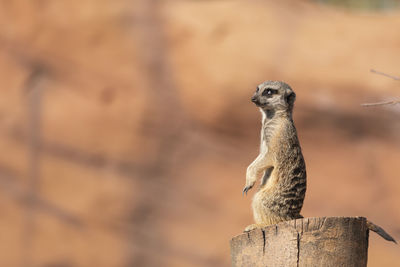 Close-up of meerkat