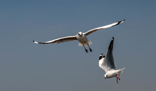 Seagull flying on beautiful blue sky