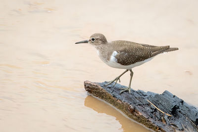 Image of common sandpiper bird looking for food in the swamp on nature background. bird. animals.