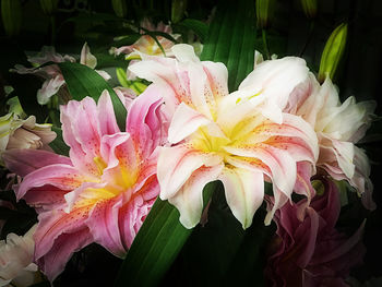 Close-up of pink flowering plant