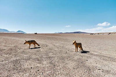 Horses in a desert