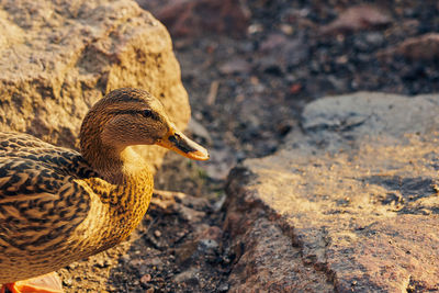 Close-up of a bird on rock