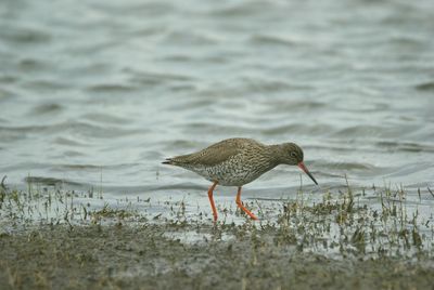 Side view of a bird on beach