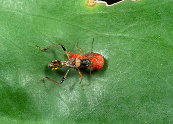 High angle view of spider