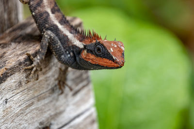 Close-up of a lizard on a tree